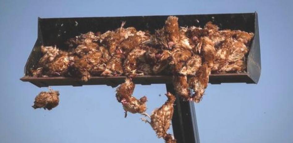 Macrogranja devastada por la gripe aviaria: imágenes de un peligro que se extiende