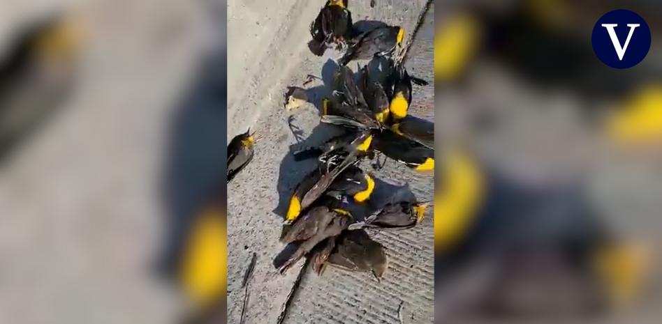 Decenas de aves se desploman en Chihuahua y mueren contra el suelo sin explicación aparente