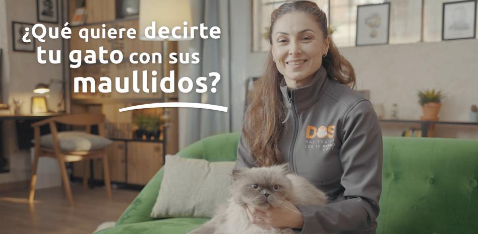 ¿Tu gato maúlla sin parar? Descubre las posibles causas y cómo actuar
