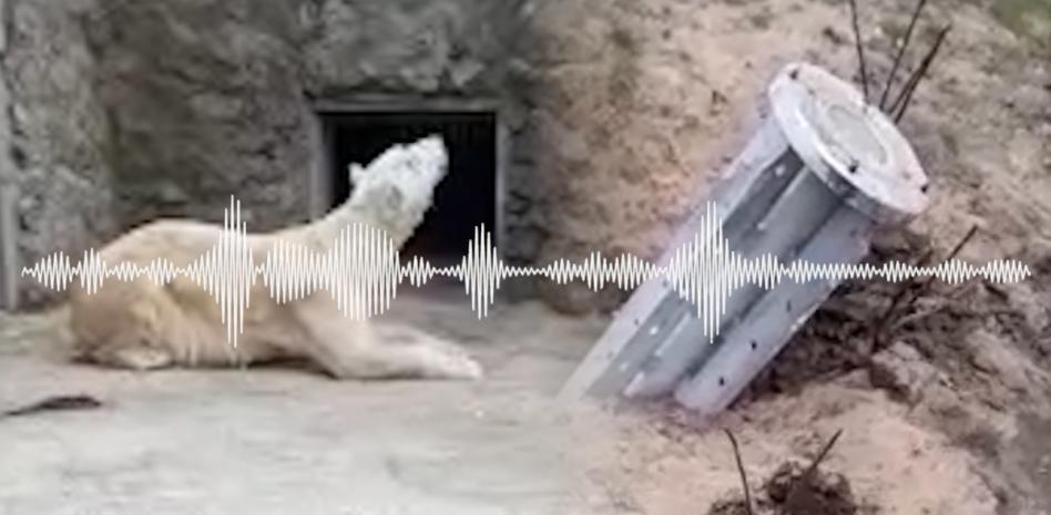 Cuatro proyectiles rusos impactan sin estallar sobre el zoológico de Mikolaiv