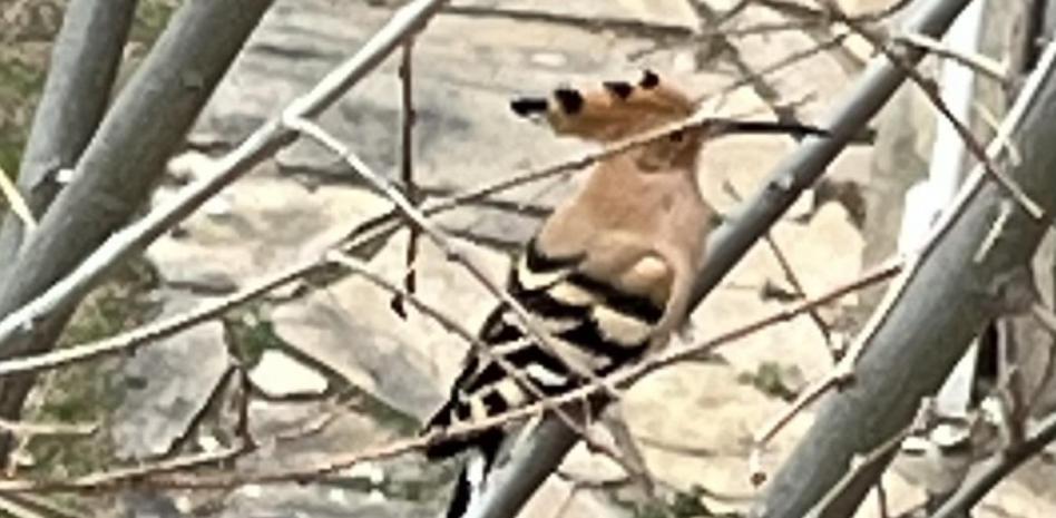 La razón por la que es mejor no tocar a la abubilla