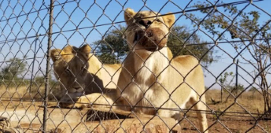 La hormona del amor amansa a los leones para mejorar su adaptación a nuevos entornos