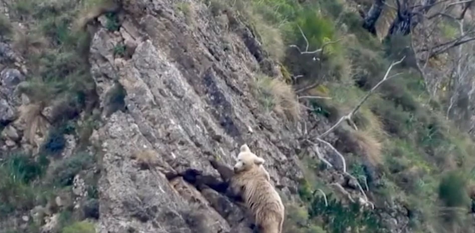 La osa Clarita reaparece tras la hibernación