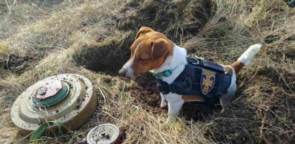 La historia del pequeño Patron, el perro que ayuda a detectar minas explosivas rusas en Ucrania