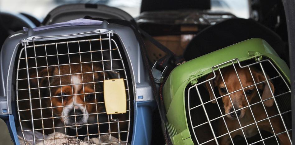 Así trabajan los voluntarios que rescatan perros y gatos en Ucrania para darles un nuevo hogar