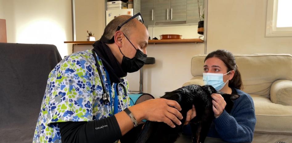 Cuidados paliativos para perros y gatos: mejor calidad de vida hasta el final