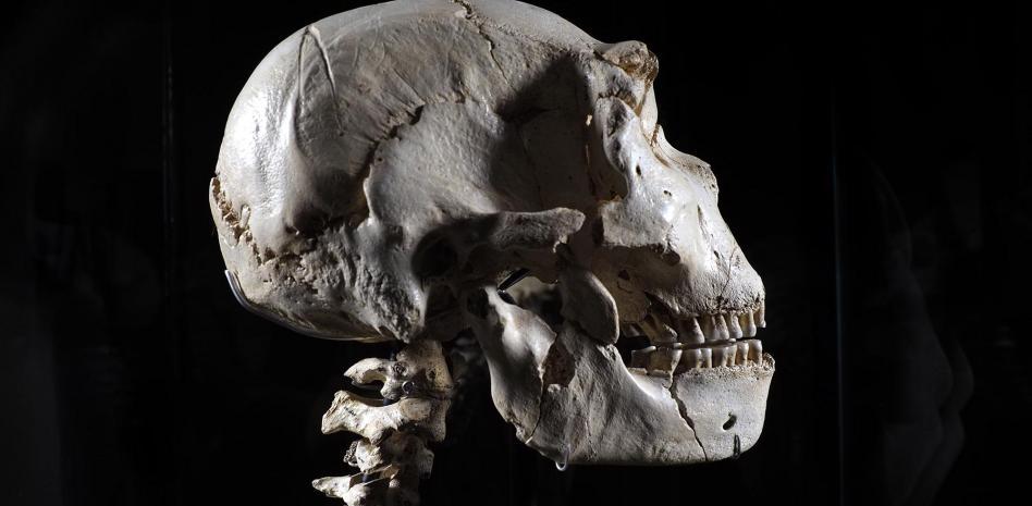 El célebre cráneo de 'Miguelón' recupera su cuello tras 20 años de trabajos