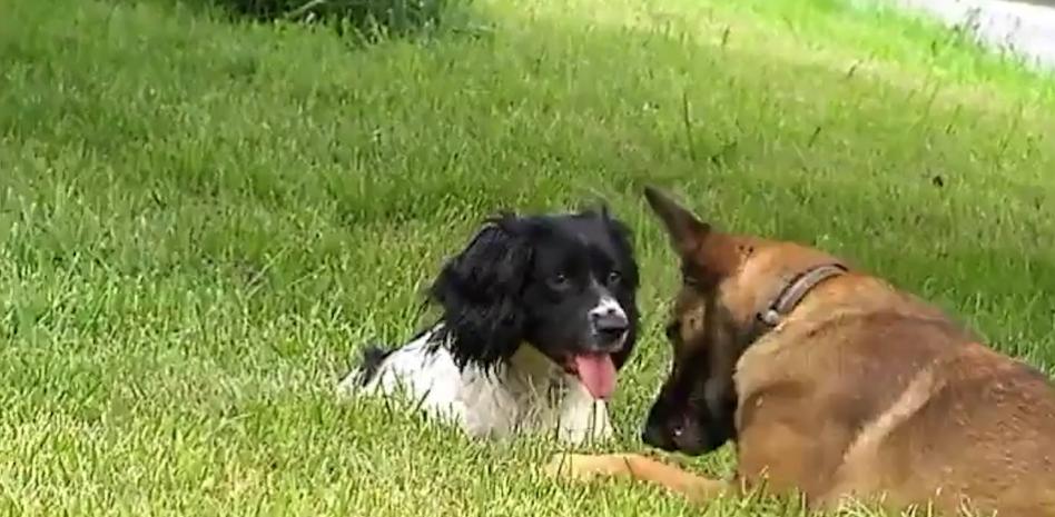 Así se adiestra a los perros para que detecten un cáncer