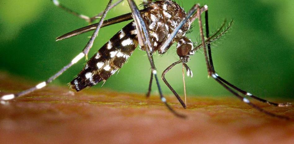 Las siete plagas del verano