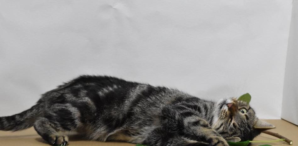 Descubierta otra razón por la que a los gatos les gusta la hierba gatera y la vid de plata