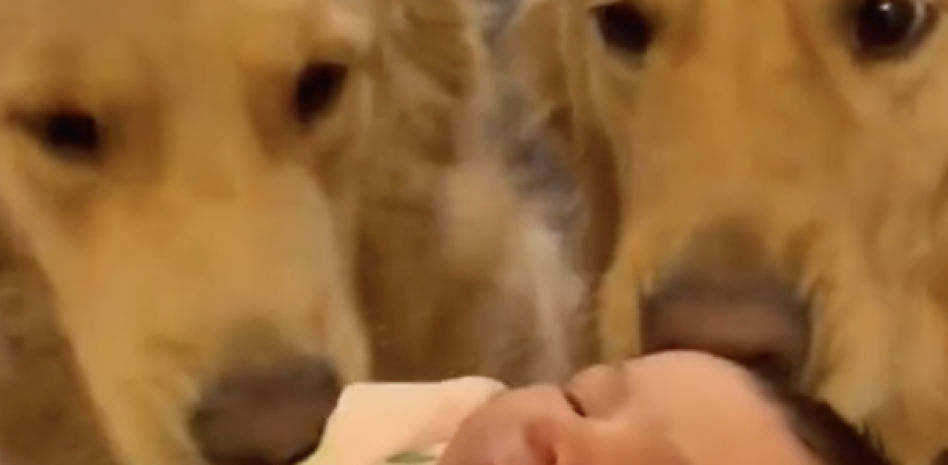 Descubre la emocionante reacción de dos Golden Retriever al llegar su "hermana humana" a casa