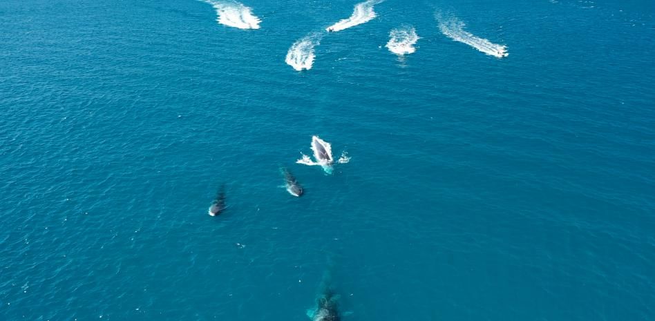 Las preocupantes imágenes de acoso de barcos a las ballenas en la costa de Alicante y Valencia