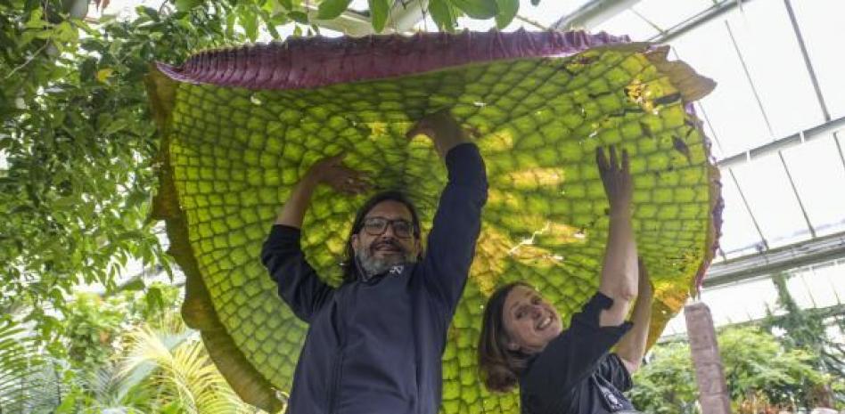 El nenúfar más grande del mundo: así es y así ha sido descubierto, por un botánico asturiano