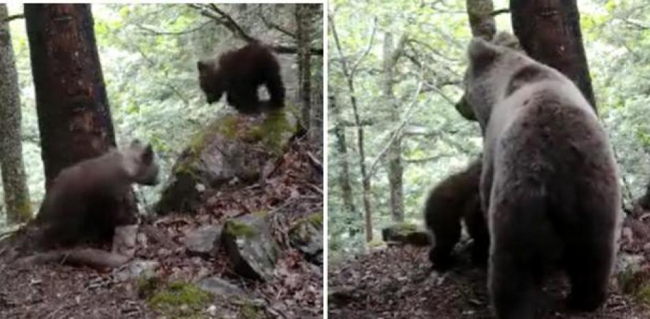 Primeras imágenes de verano de una osa y sus dos crías en el Valle de Arán