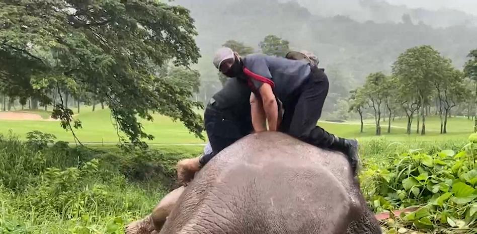El momento en el que una elefanta regresa a la vida tras una reanimación cardiopulmonar
