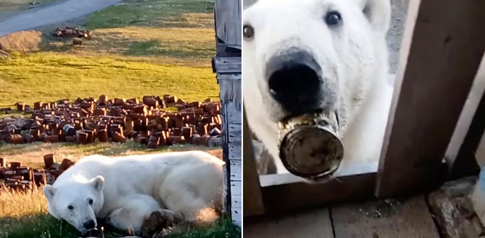 Un famélico oso polar suplica a un humano que le ayude a desatascar su lengua de una lata