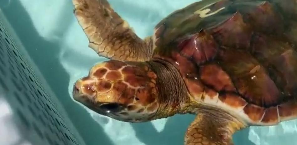 El aumento de las temperaturas provoca un exceso de tortugas hembra