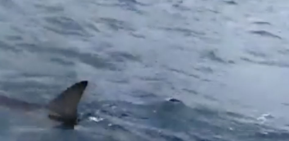 Un tiburón martillo de grandes dimensiones se pasea por la bahía de Las Palmas de Gran Canaria