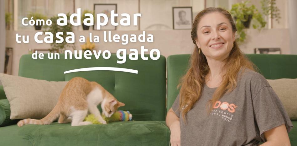 'Gatuniza' tu casa: cómo adaptar tu hogar a las necesidades de tu gato