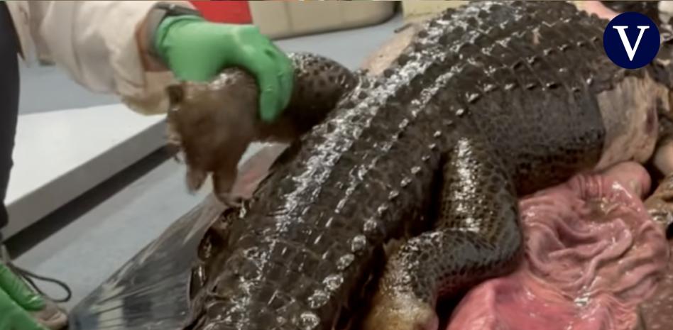 La última comida de una pitón birmana: se tragó entero a un caimán de 1,5 metros