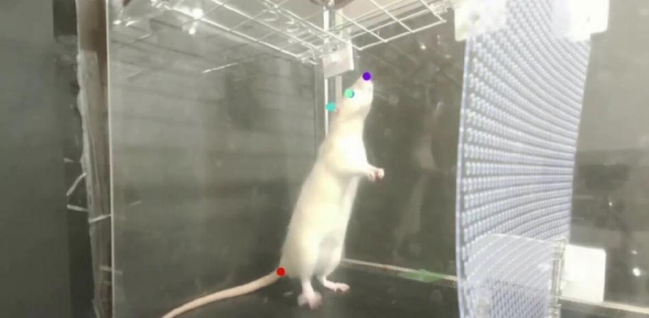 Un estudio señala que las ratas captan el ritmo de la música y mueven la cabeza con él