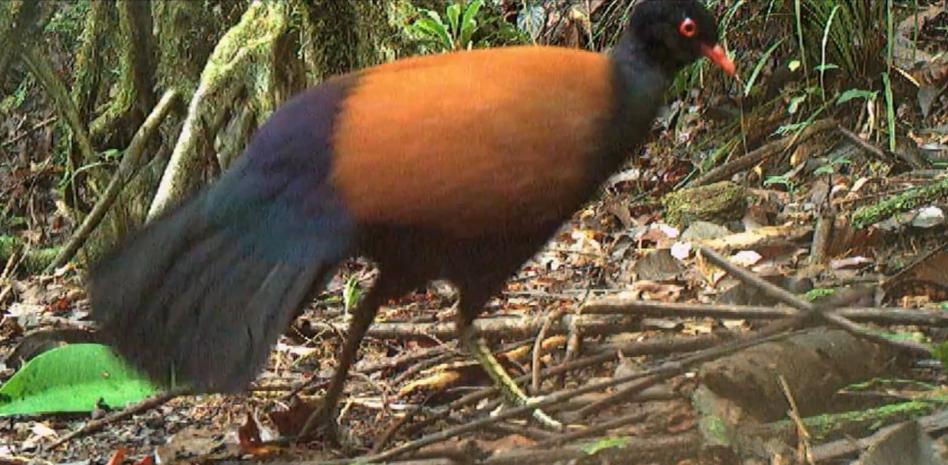 Primer vídeo que confirma la supervivencia de un ave que no se veía con vida desde hacía 140 años