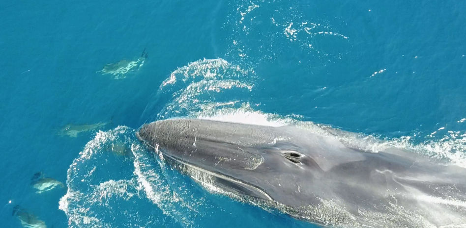 Las colisiones con barcos se convierten en la gran amenaza para las ballenas del Mediterráneo