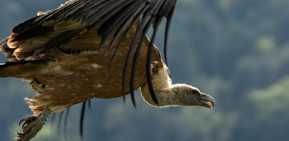 Las poblaciones de fauna salvaje han disminuido un 24% en Catalunya en 20 años
