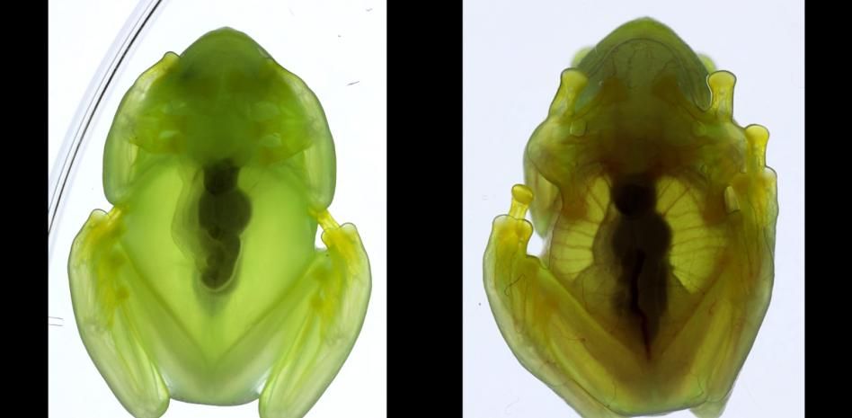 Desvelado cómo las ranas de cristal se vuelven invisibles