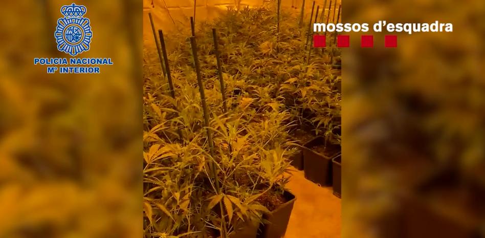 Desarticulado un grupo en la comarca de la Selva que distribuía marihuana al centro de Europa