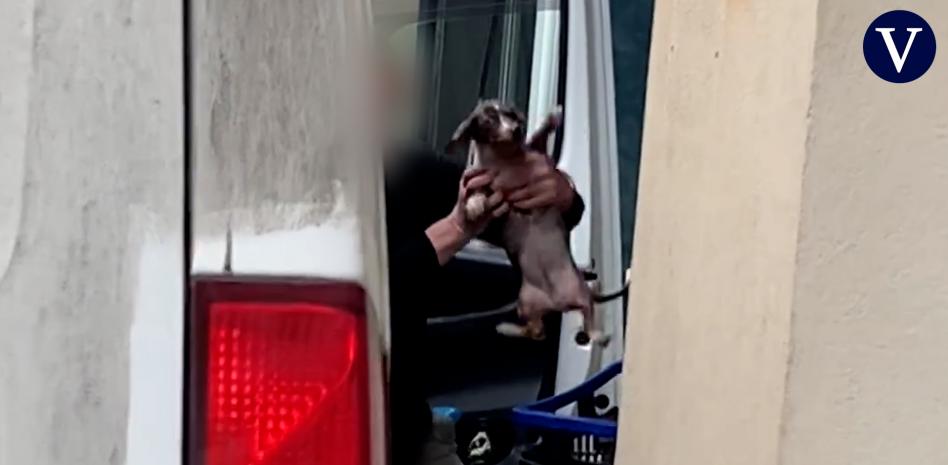 Tráfico ilegal de mascotas entre Eslovaquia y Mataró