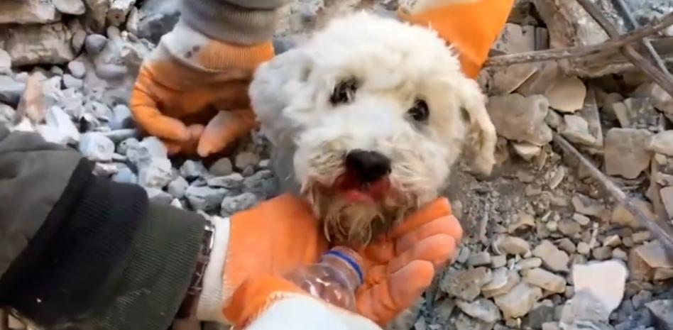 Rescatan a un perro con vida de entre los escombros en Turquía