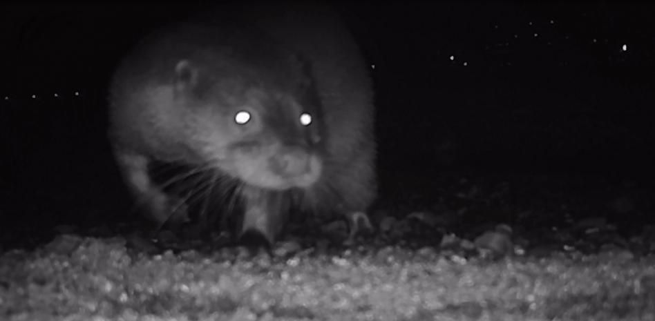 La única población de nutrias en el mar Mediterráneo aumenta en el Cap de Creus