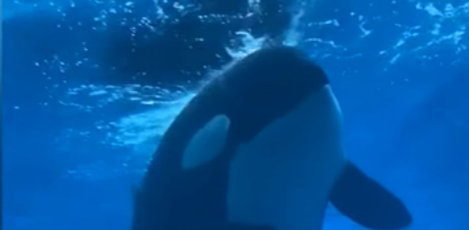Muere Kiska, popularmente conocida como la orca más triste y torturada del mundo