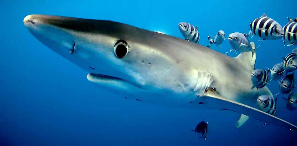 Comemos tiburón sin saberlo
