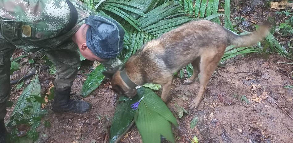 Petro anuncia el hallazgo con vida de cuatro niños desaparecidos tras caer un avión hace 18 días