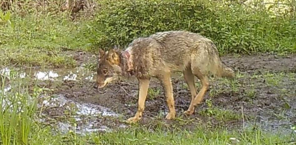 Denuncian un supuesto estudio científico que está mutilando y matando a lobos en Asturias