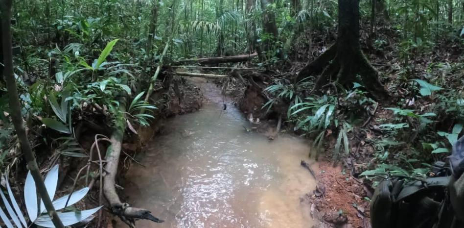 Halladas huellas frescas de los niños desaparecidos tras caer su avioneta en Colombia