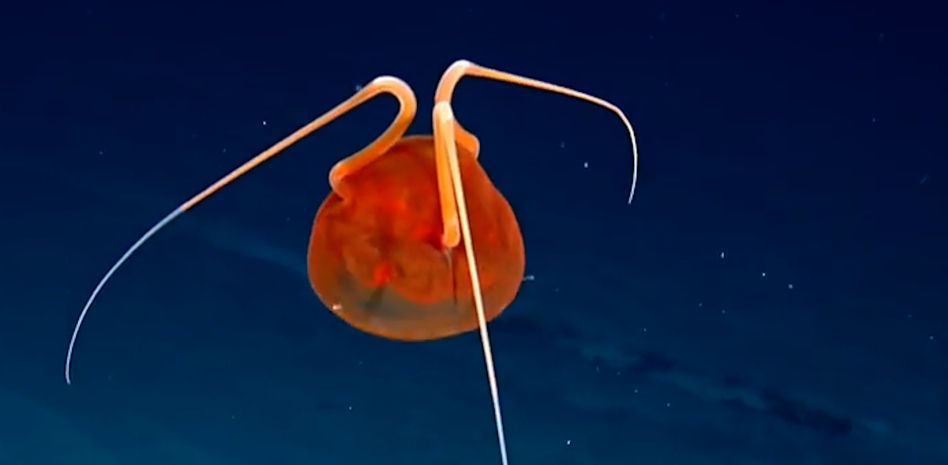 Graban a una misteriosa medusa que solo se había visto una vez antes