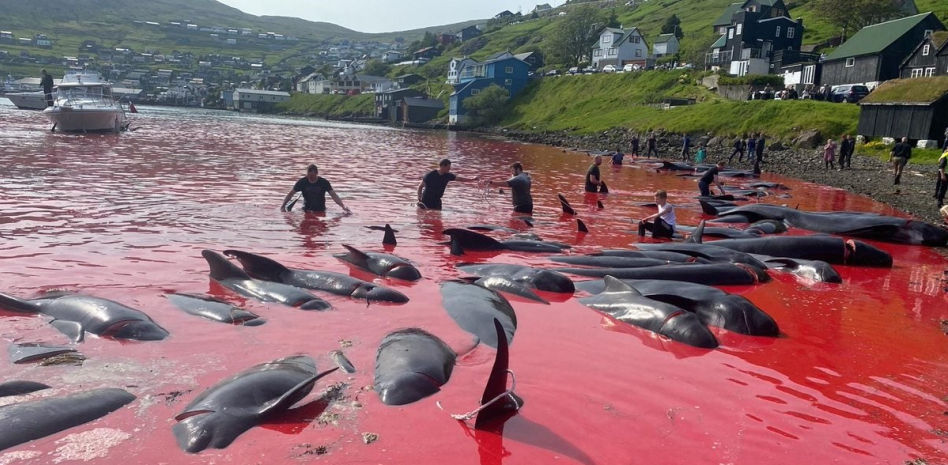 Polémica matanza en las islas Feroe: 500 ballenas piloto sacrificadas brutalmente en una semana