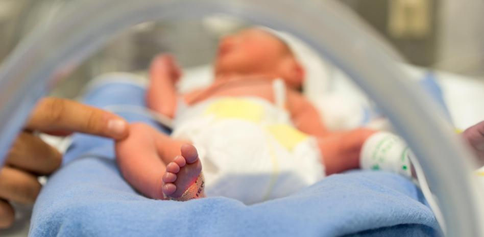 Ensayada con éxito en ovejas una placenta artificial para salvar a bebés prematuros extremos