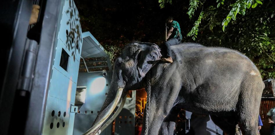 Un elefante es repatriado a Tailandia desde Sri Lanka tras sufrir malos cuidados