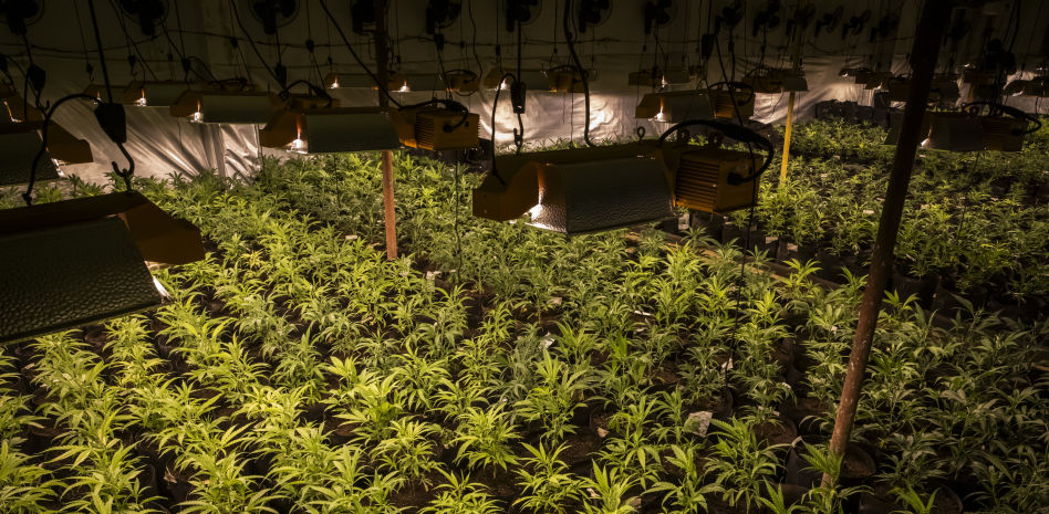 La producción de marihuana se industrializa en toda Catalunya
