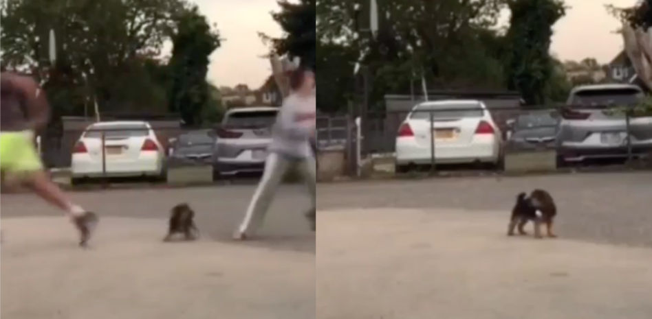 La delirante reacción de un perro al intentar escoger cuál es su dueño favorito: "Está poseído"