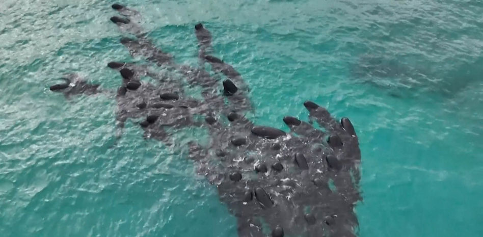 Un grupo de voluntarios intentan salvar a decenas de ballenas varadas en una playa en Australia