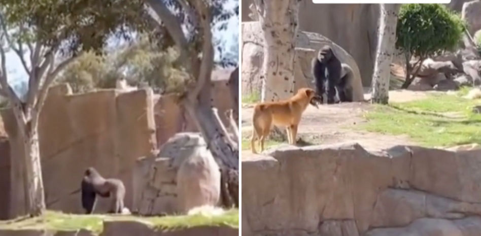 El angustioso rescate de un perro que se cuela en la zona de los gorilas de un zoo