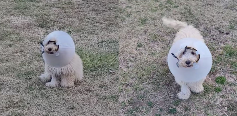 Le quitan el cono medicinal a su mascota, pero su reacción no es la esperada: "Quiere ser una lámpara"