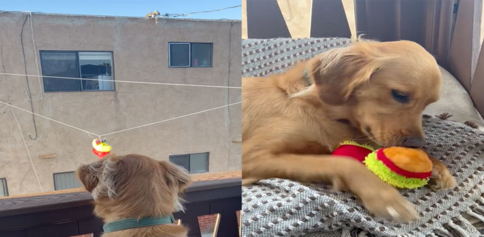 Coby, el golden retriever que recibe sus juguetes de una manera única gracias a su vecino