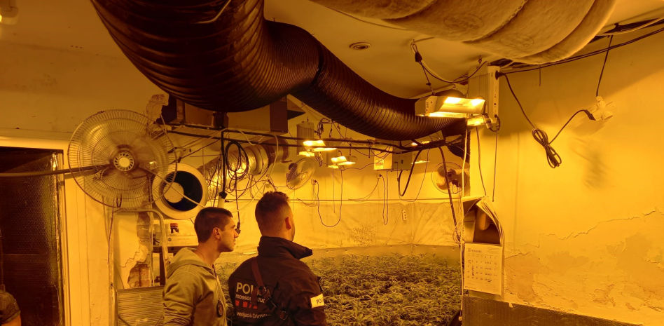 Mossos y Guàrdia Urbana desmantelan un piso con 300 plantas de marihuana en l'Hospitalet