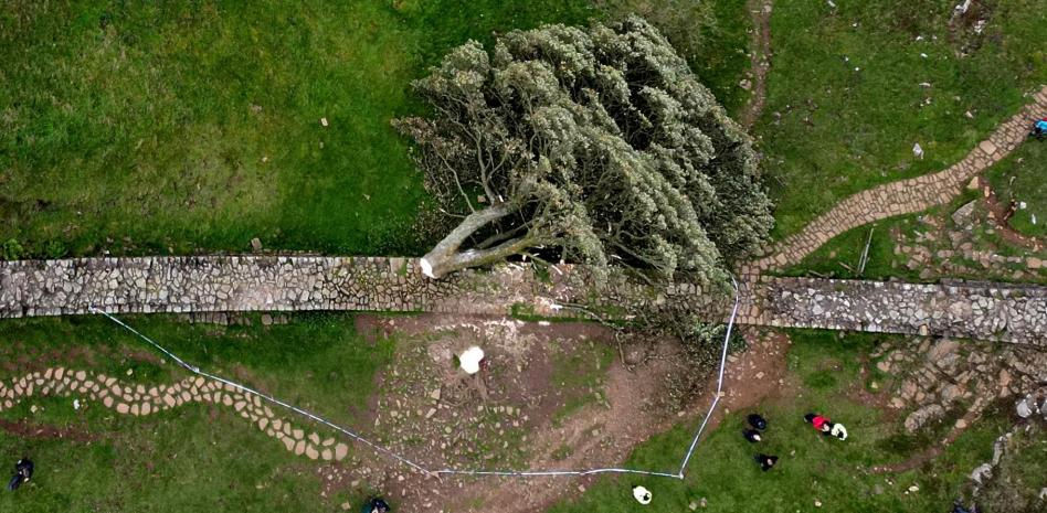 Un adolescente tala el árbol de 'Robin Hood', el más famoso en el Reino Unido